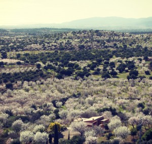 balearic helicopters 2