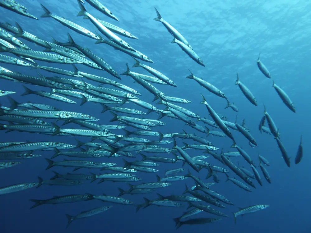 SERENAS Y TRITON EN PLAYA - Picture of Sirenas Mediterranean Academy,  Tarragona - Tripadvisor