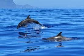 dolphins playing in the sea at sunrise