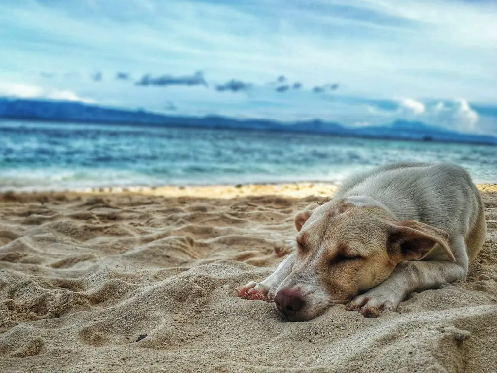 Dog sleeping on Mallorcan beach